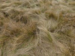 Meadow Grass Herb Texture Field