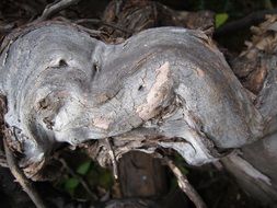 Close Structure Wood Texture