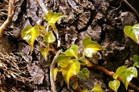 Tree Tree Bark Log Nature Tribe