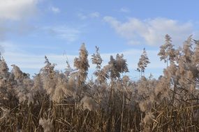 Reed Landscape Nature Grasses