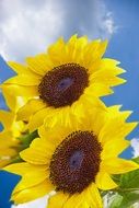 Sunflower Flower Air Clouds
