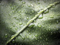 dark green leaf with water drops close up