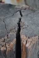 Wood Texture Detail