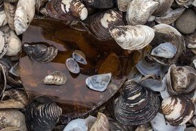 mussels from Rhine river