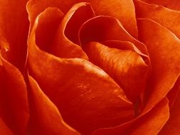 wallpaper with red rose closeup