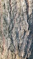 Plant Texture Bark Tree Wood