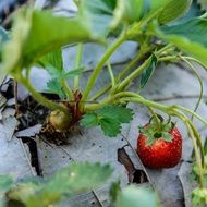 strawberry on the garden bed