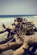 Beach Tree Nature Ocean