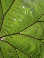 Big Leaf Rainforest Holes