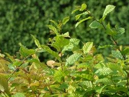 Green Foliage Leaf Garden