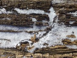 weathered tree in snow