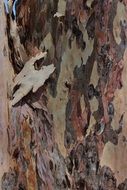 Bark Wood Trunk Forest Tree