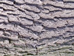 Wood Bark Tree Bark Oak Nature