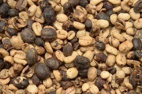 coffee beans during roasting
