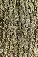 Tree Tree Bark Nature Pattern