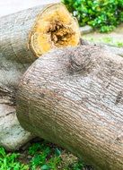 dead tree in the forest on earth