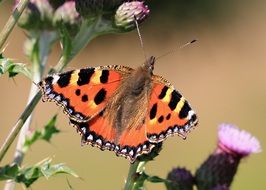 butterfly on a plant with pink flowers