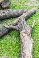 dead trees lying on ground with green grass