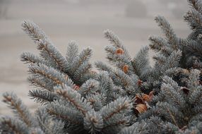 Frost Winter Background Plant