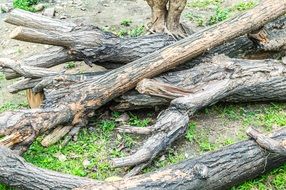 weathered trees on ground