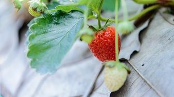 strawberries in garden bed