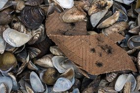 Mussels Bank Rhine Rhine River