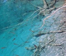 Water Fish Underwater Nature