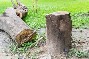 logs of wood on the ground