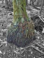Tree Trunk Ribbon Roots