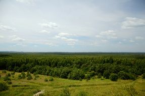 Forest Landscape View Summer