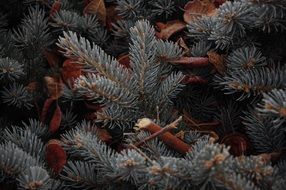 Pine Plant Unforgettable Frost
