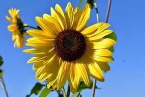 Sun Flower Flower Plant Nature