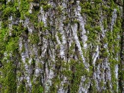 background with mossy tree bark