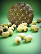 water lotus seeds