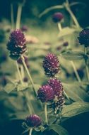 burgundy clover flowers