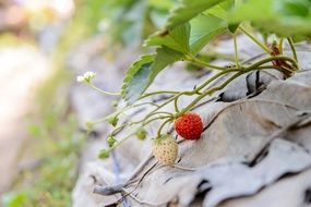 ripening sweet strawberries