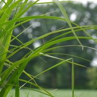 Grass Nature Grasses Landscape