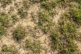 Background Grass Green Nature