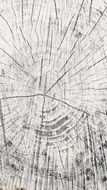 Wood Grain Tree Stump Wood White