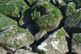 Breakwater Texture Pierre Alga