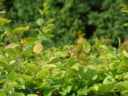 green bush foliage