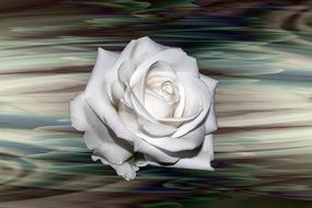 Rose White Background Flower