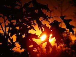 Sunset Tree Foliage Nature Sky