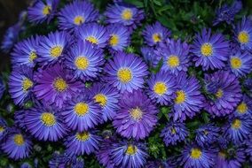 Asters Plant Garden Flowers