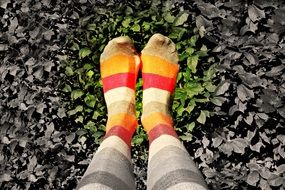 Striped woman socks