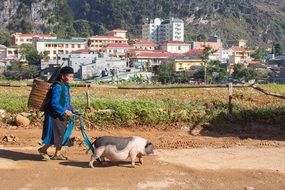 Old Woman and pig in Vietnam