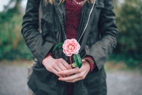pink rose in female hands