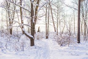 Snow Walking