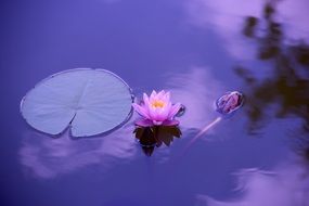 purple water lily and green leaf in a pond