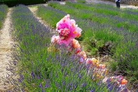 woman in the lavender field